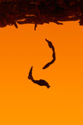 HÓNG CHÁ image 1